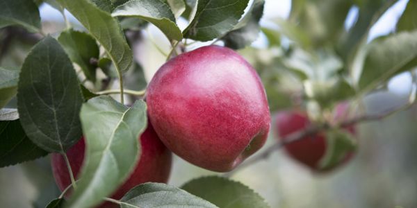 CIV Research Develops The New RedPop® Apple