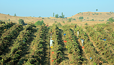 Waitrose Launches First Premium Indian Wine In The UK