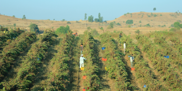 Waitrose Launches First Premium Indian Wine In The UK