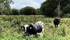 Waitrose Plans New Beef Production Facility At Leckford Estate