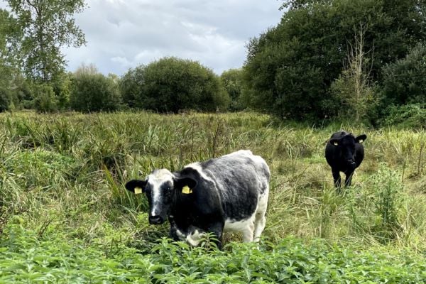 Waitrose Plans New Beef Production Facility At Leckford Estate