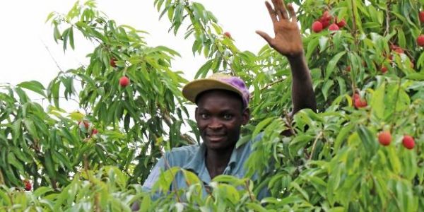 Westfalia's Mozambican Litchi Programme Brings Sweet Taste Of Success