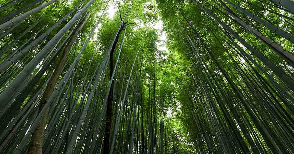 Agutay NestlΓ© To Plant 3.5 Million Native Bamboo Clumps And Trees In The ...