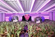 SuperValu Launches Hydroponically Grown Microgreen Mixes