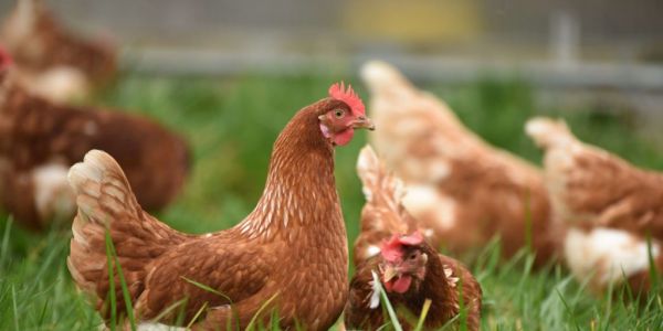 Commitment To Cage-Free Eggs On The Increase, Report Says