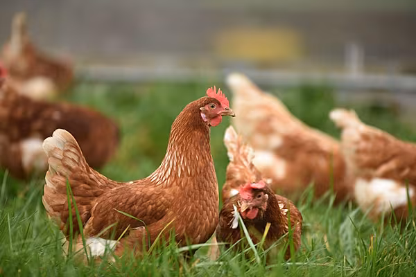 Naturalia Features Animal Welfare Label On Private-Label Broiler Chicken Line