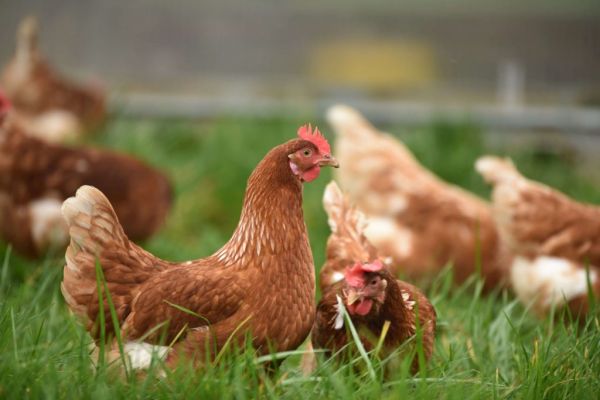 Bird Flu Puts Organic Chickens Into Lockdown