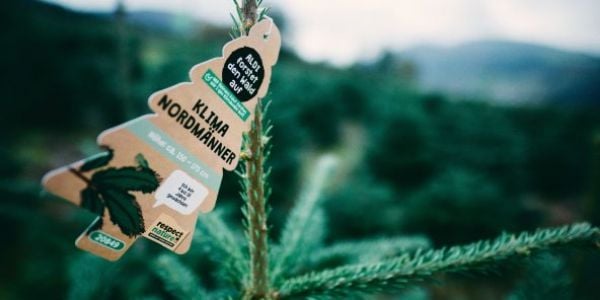 Aldi To Offer Sustainable Christmas Trees In Germany