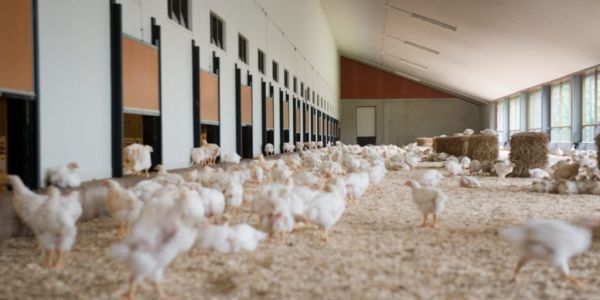 Albert Heijn To Make Chicken Production Chain More Sustainable