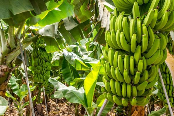 Lidl Campaigns For Living Wages In Banana-Producing Countries