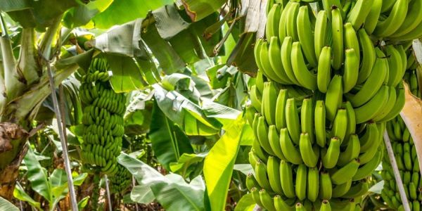 UK Supermarkets Commit To Close Living Wage Gaps For Banana Supply Chains