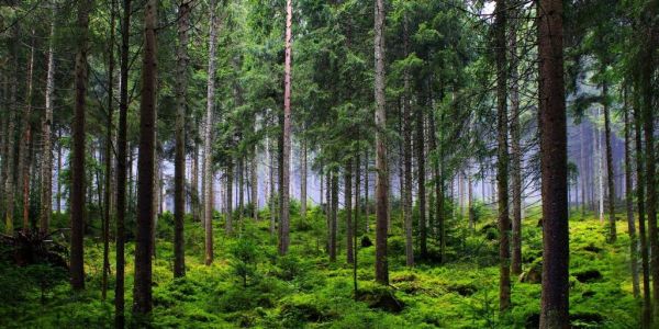 EU Agrees Law Preventing Import Of Goods Linked To Deforestation