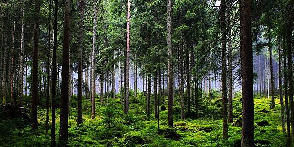 EU Lawmakers In Talks To Further Weaken Deforestation Law, Document Shows