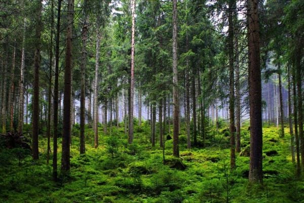 Italy's Conad Teams Up With CPR System For Reforestation Project