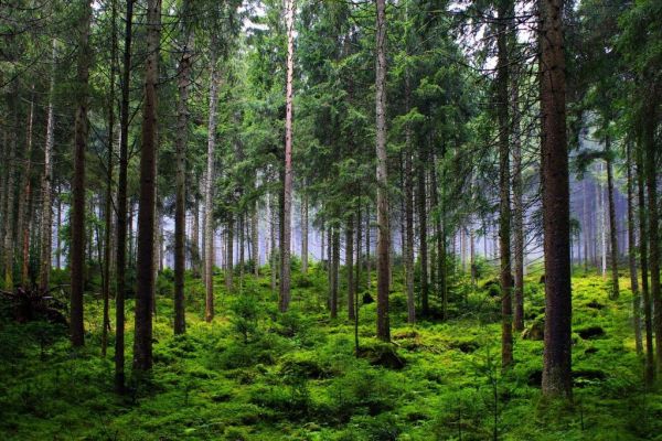 Retail, Food Firms Slow To Put Deforestation Commitments Into Practice, Says CDP