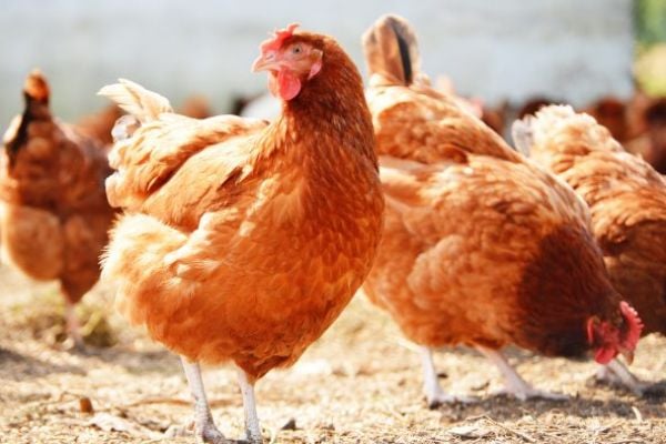 Aldi Denmark To Implement European Chicken Commitment Standards