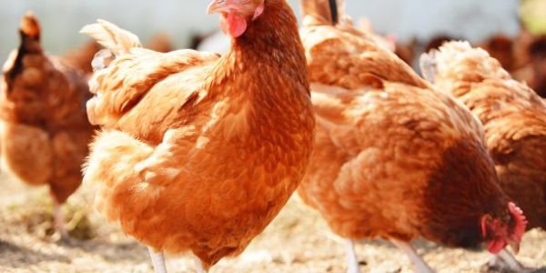Aldi Denmark To Implement European Chicken Commitment Standards