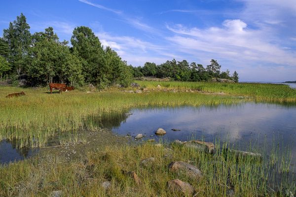 Co-op, RSPB To Partner On Peatland Restoration