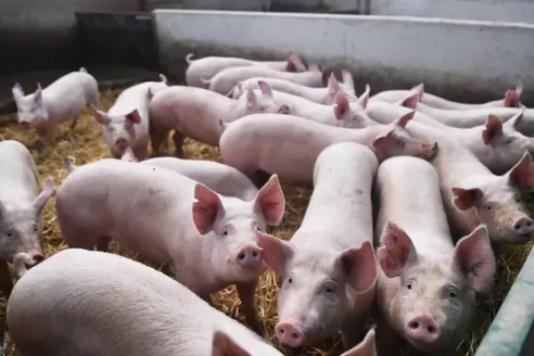 European Dairy, Pork Producers Wary Of Chinese Retaliation For EV Tariffs