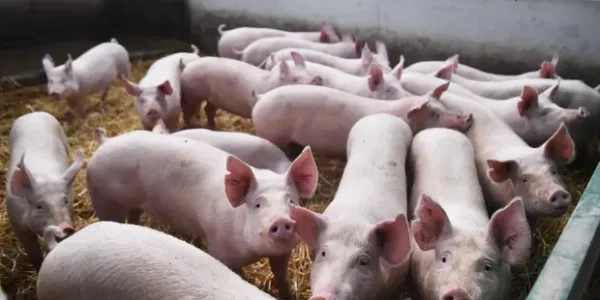 Tesco Announces £10 Million Funding For UK Pig Farmers