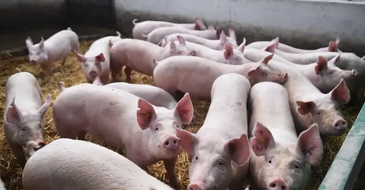 Chinese Pigs Fed New Menu As Beijing Weans Farmers Off US Soy | ESM ...