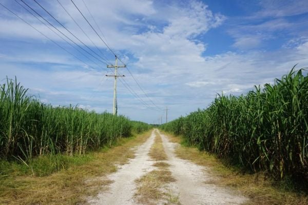 Brazil Mills Cancel Sugar Export Contracts, Shift Output To Ethanol
