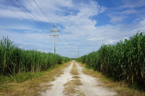 Brazil Sugar Cane Crushing Falls Short Of Estimates