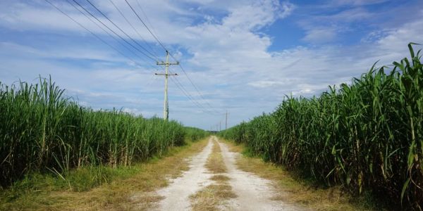 Brazil Sugar Cane Crushing Falls Short Of Estimates