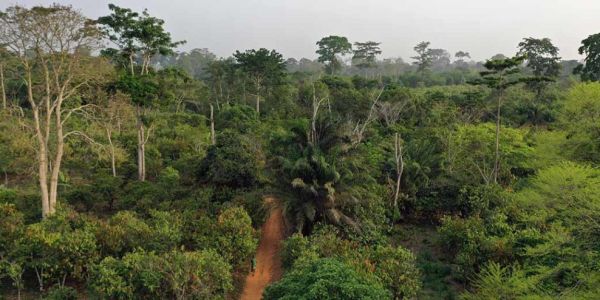 Nestlé Makes Progress On Deforestation-Free Cocoa