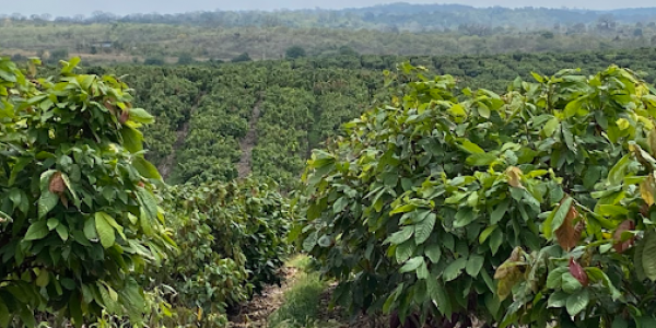 Barry Callebaut Drives Cocoa-Farming Research And Innovation In Ecuador