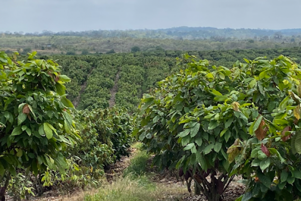 Barry Callebaut Drives Cocoa-Farming Research And Innovation In Ecuador