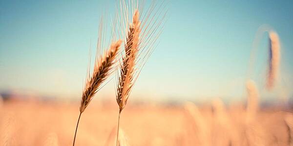 Heatwave Poses Risks For French, Spanish Wheat