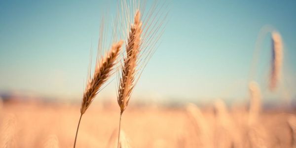 Ukraine Grain Exports Via Romania's Constanta Port Down 30% In Jan-April