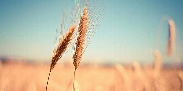 Ukraine's Sparse Wheat Plantings Sow Further Trouble For Global Food Security