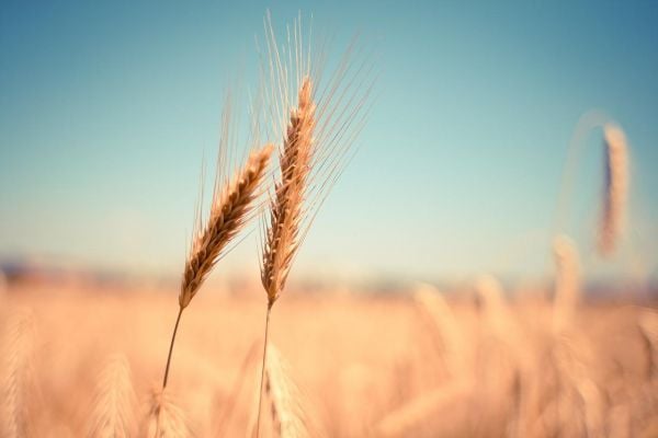 Ukraine Completes 2022 Wheat, Barley Harvest: Ministry