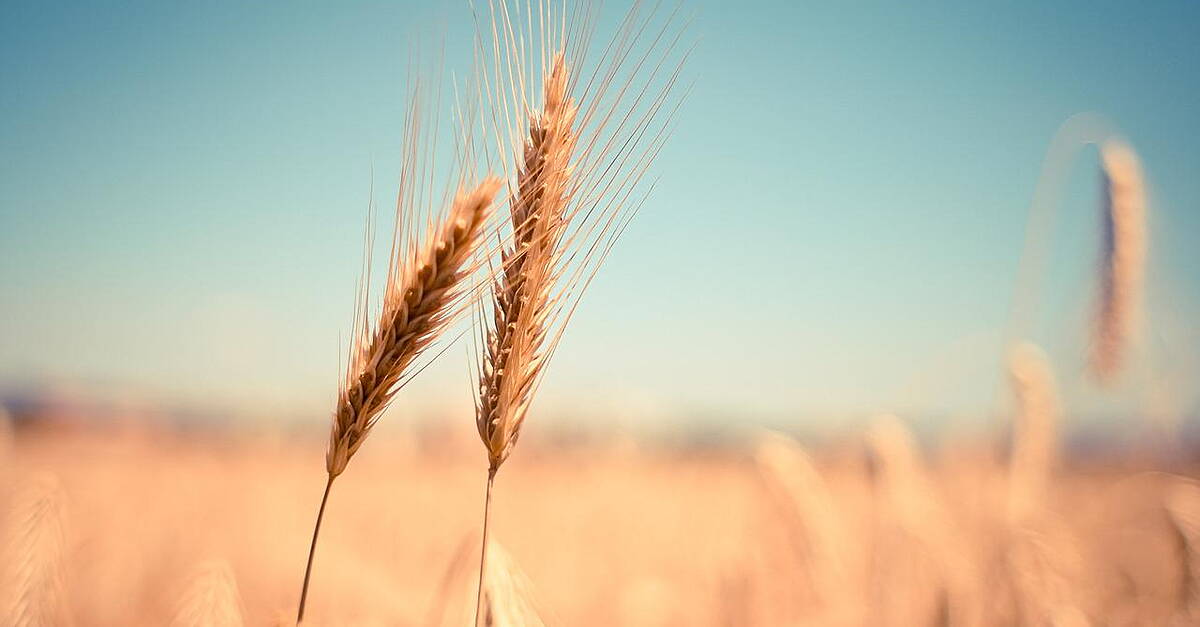 Ukraine Thanks Bulgaria For Not Extending Food Export Restrictions - Vimarsana News
