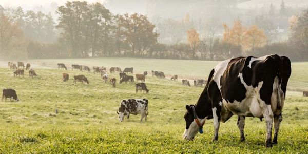 Nestlé Expands Initiatives Aiming At Reducing Emissions In Dairy