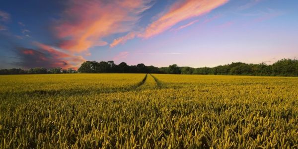 Australian Farmers Increasingly Concerned About Government Policy, Poll Finds