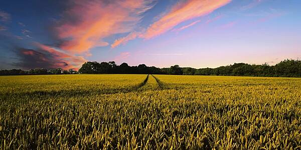 PepsiCo Partners With ADM To Support Regenerative Agriculture Project