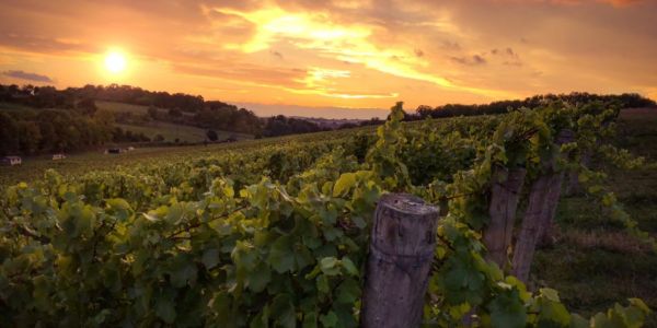Waitrose & Partners Sees Jump In Demand For English Wine