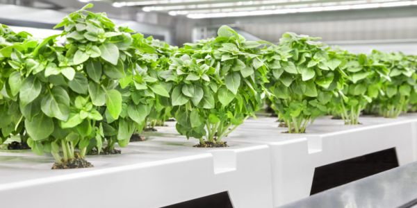 Infarm Opens Vertical Farming Facility In Bedford