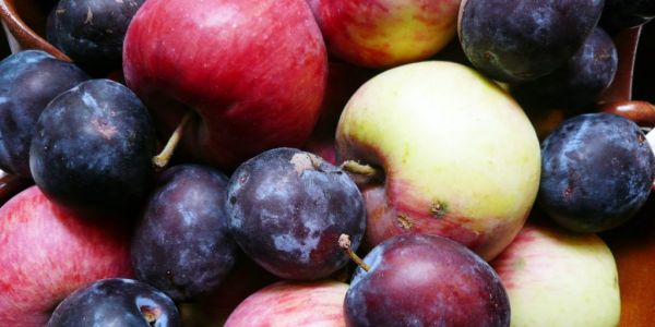 Germany’s 2021 Apple Harvest Remains Stable, Plum Output Declines