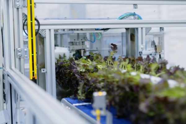 Walmart Invests In Vertical Farming Company Plenty Unlimited
