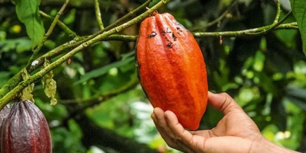 Ferrero Publishes Cocoa Charter And Cocoa Action Plan