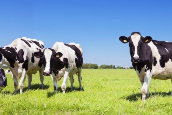 Jumbo Expands '1-Star Beter Leven' Dairy Range
