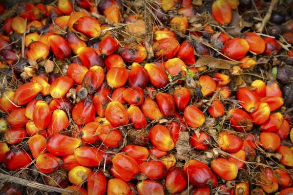 Ukraine Conflict Hurting Palm Oil Supplies, Says Ahold Delhaize CEO