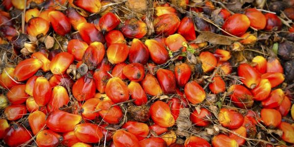 Indonesia Palm Oil Export Curbs, Biodiesel Plans To Hit World Vegoil Supplies