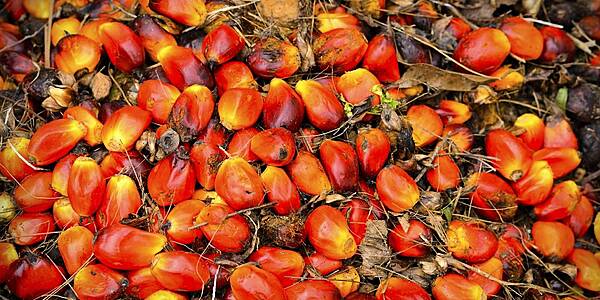 Ukraine Conflict Hurting Palm Oil Supplies, Says Ahold Delhaize CEO