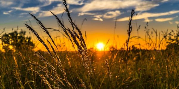Ukraine's 2023 Grain And Oilseed Crop Forecast Raised