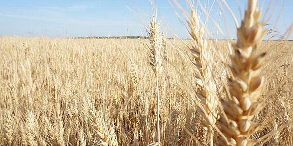 France Cuts Soft Wheat Crop Estimate, Raises Maize Forecast